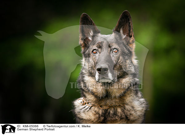 Deutscher Schferhund Portrait / German Shepherd Portrait / KMI-05066
