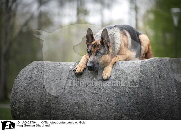 Ag 02794 Lying German Shepherd Images Stock Pictures Buy