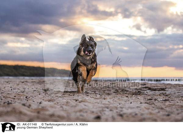 junger Deutscher Schferhund / young German Shepherd / AK-01148