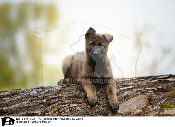 German Shepherd Puppy / SZ-01098
