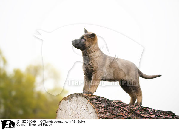 German Shepherd Puppy / SZ-01099