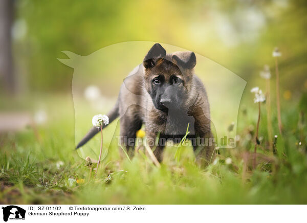 German Shepherd Puppy / SZ-01102