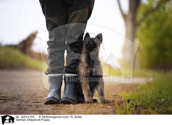 Deutscher Schferhund Welpe / German Shepherd Puppy / SZ-01103