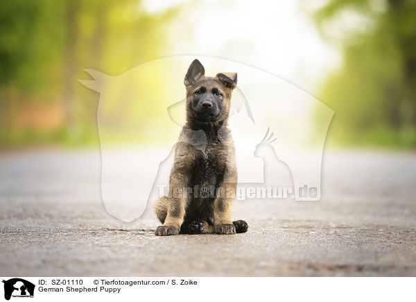 German Shepherd Puppy / SZ-01110