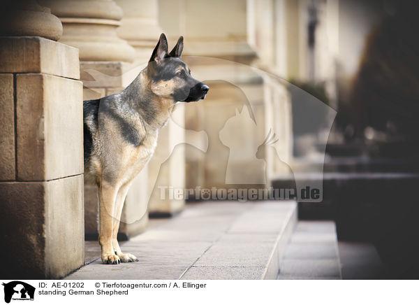 stehender Deutscher Schferhund / standing German Shepherd / AE-01202