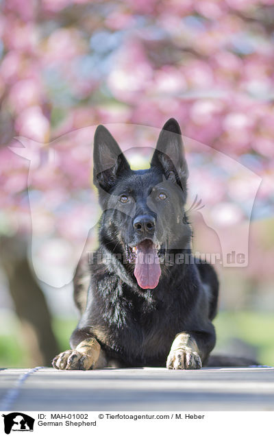 Deutscher Schferhund / German Shepherd / MAH-01002