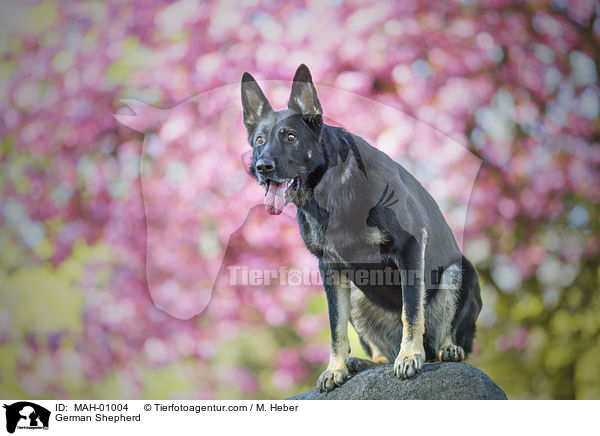 Deutscher Schferhund / German Shepherd / MAH-01004