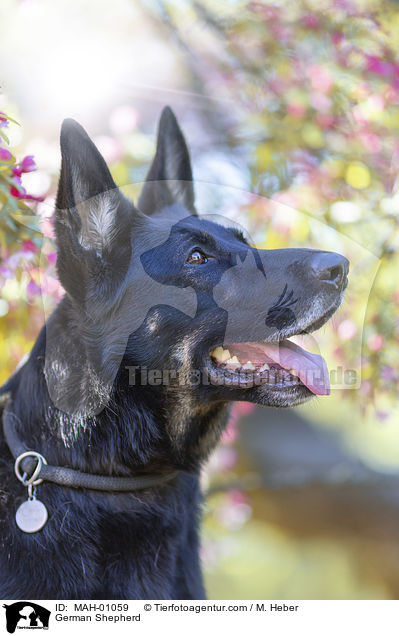 Deutscher Schferhund / German Shepherd / MAH-01059