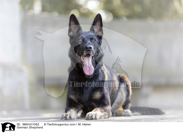 Deutscher Schferhund / German Shepherd / MAH-01062