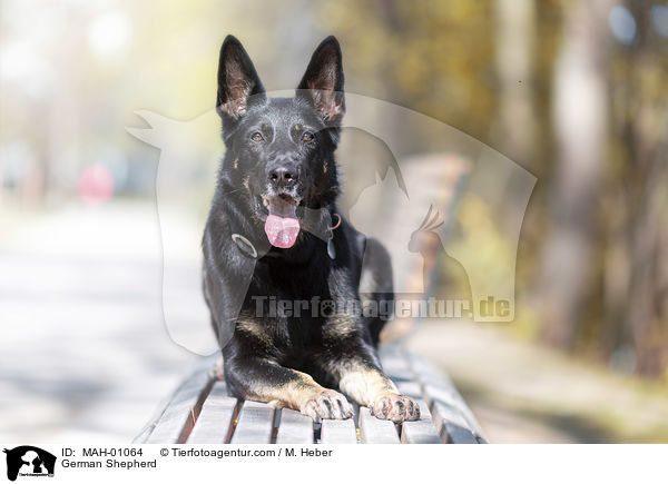 Deutscher Schferhund / German Shepherd / MAH-01064