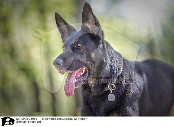 Deutscher Schferhund / German Shepherd / MAH-01065