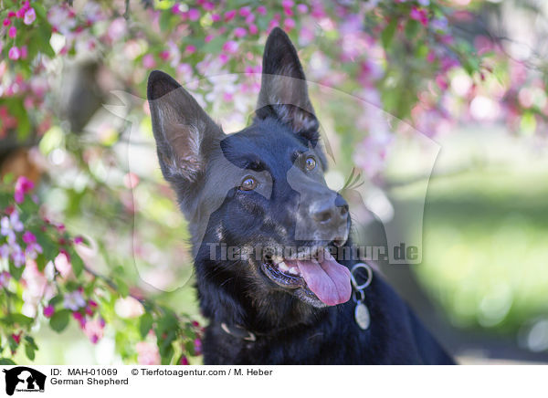 Deutscher Schferhund / German Shepherd / MAH-01069
