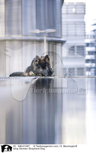 liegender Deutscher Schferhund / lying German Shepherd Dog / SIB-01097
