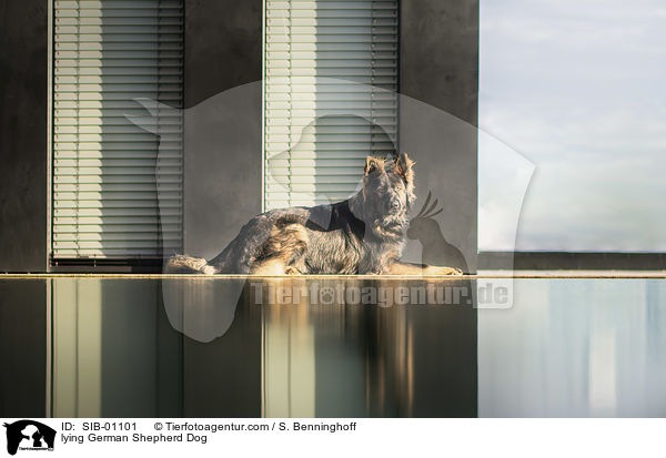liegender Deutscher Schferhund / lying German Shepherd Dog / SIB-01101