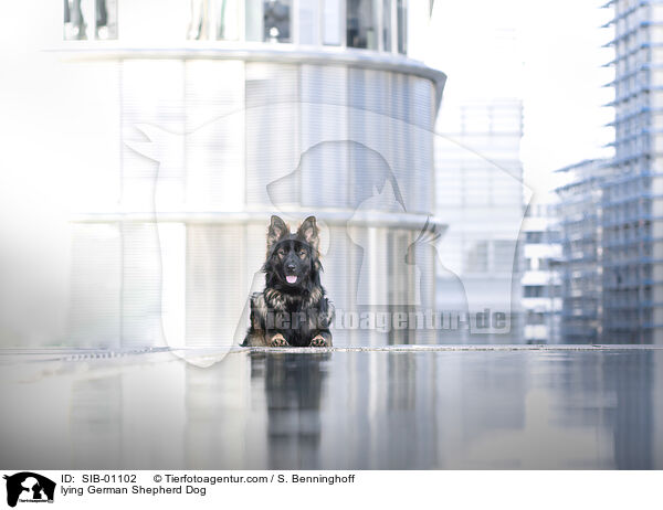 liegender Deutscher Schferhund / lying German Shepherd Dog / SIB-01102