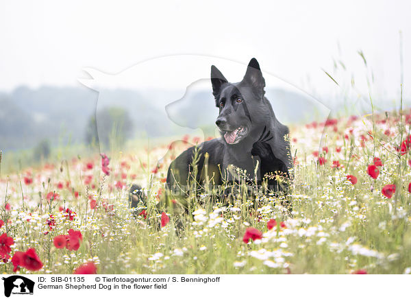 German Shepherd Dog in the flower field / SIB-01135