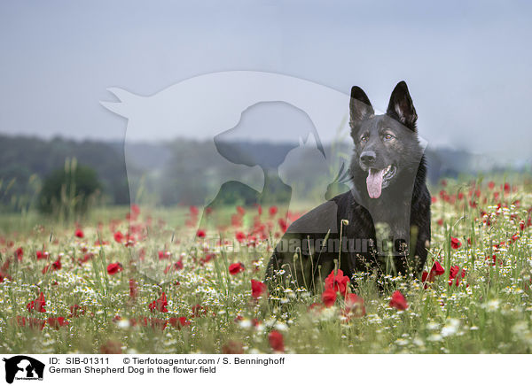 Deutscher Schferhund im Blumenfeld / German Shepherd Dog in the flower field / SIB-01311