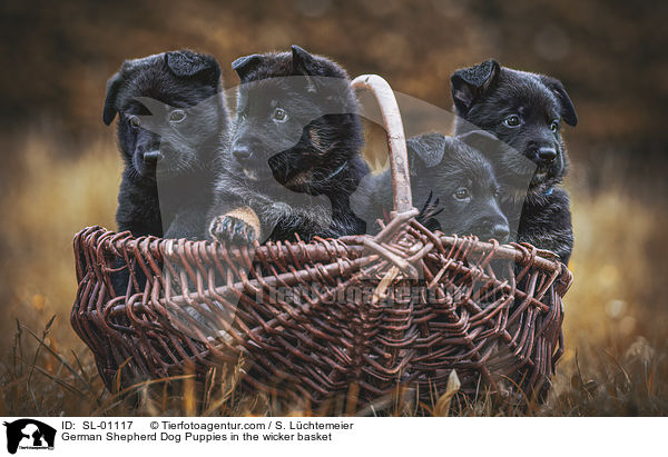 Deutscher Schferhund Welpen im Weidekorb / German Shepherd Dog Puppies in the wicker basket / SL-01117