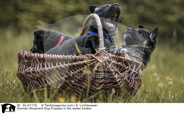 Deutscher Schferhund Welpen im Weidekorb / German Shepherd Dog Puppies in the wicker basket / SL-01118