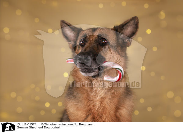 Deutscher Schferhund Portrait / German Shepherd Dog portrait / LB-01571