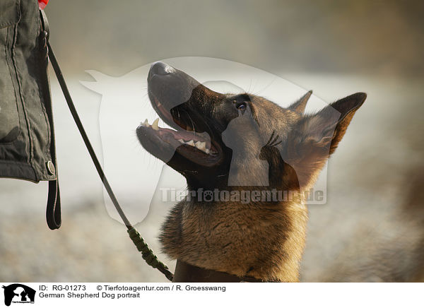 Deutscher Schferhund Portrait / German Shepherd Dog portrait / RG-01273
