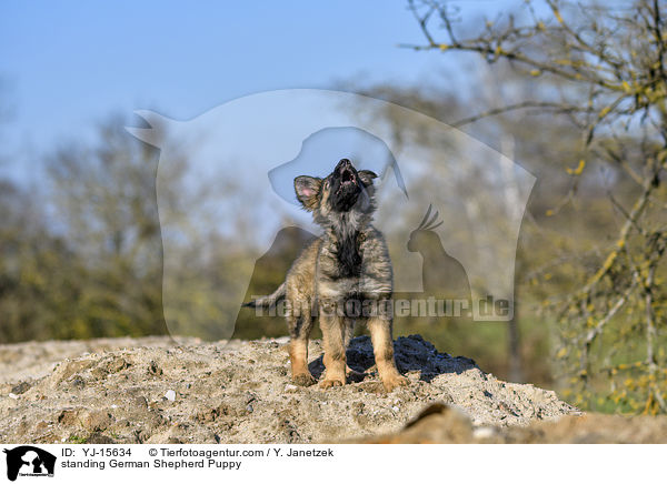 stehender Deutscher Schferhund Welpe / standing German Shepherd Puppy / YJ-15634