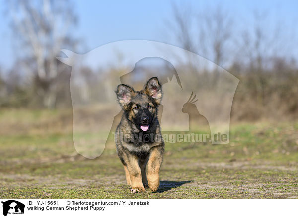 laufender Deutscher Schferhund Welpe / walking German Shepherd Puppy / YJ-15651