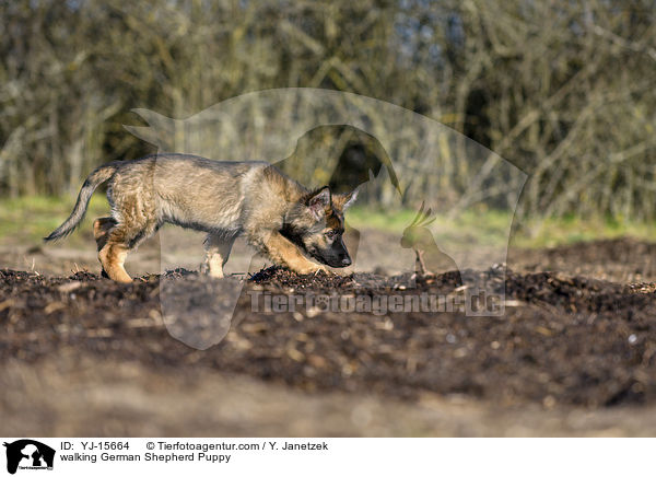laufender Deutscher Schferhund Welpe / walking German Shepherd Puppy / YJ-15664