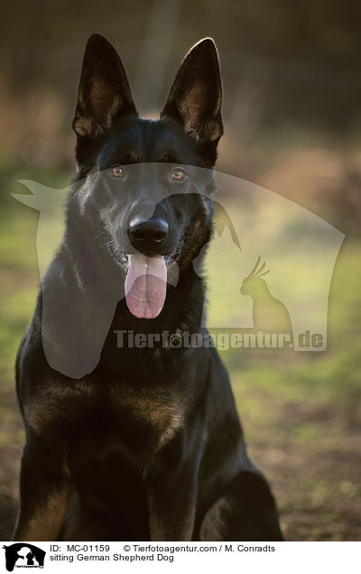 sitzender Deutscher Schferhund / sitting German Shepherd Dog / MC-01159