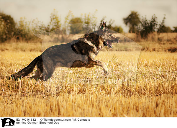 rennender Deutscher Schferhund / running German Shepherd Dog / MC-01332