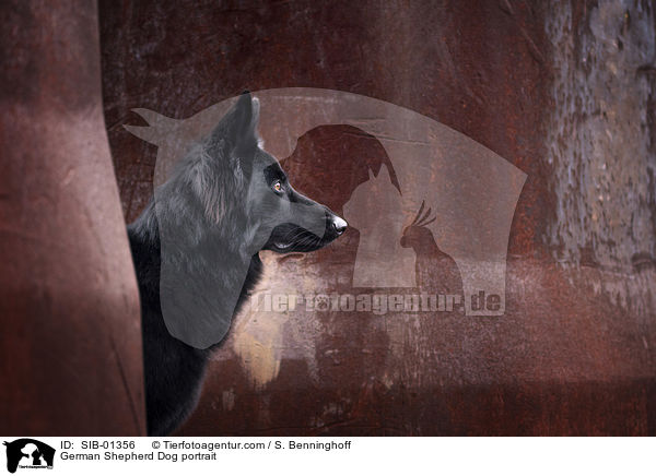 Deutscher Schferhund Portrait / German Shepherd Dog portrait / SIB-01356