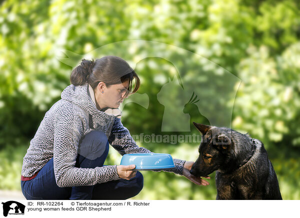 young woman feeds GDR Shepherd / RR-102264