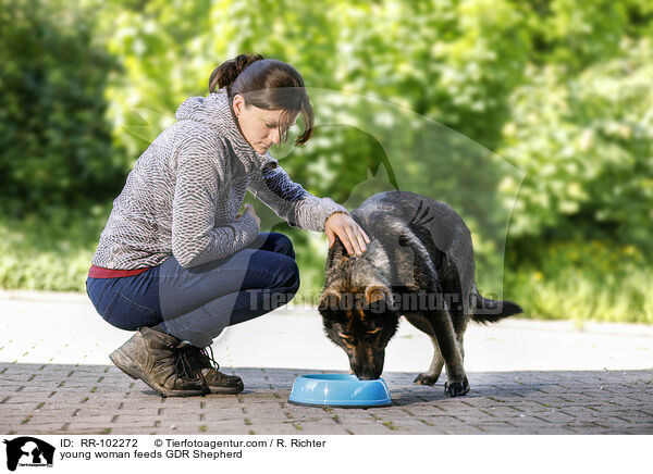 young woman feeds GDR Shepherd / RR-102272