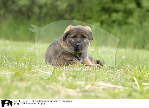 lying GDR Shepherd Puppy / IF-13481
