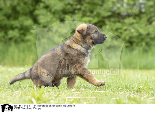 DDR Schferhund Welpe / GDR Shepherd Puppy / IF-13483