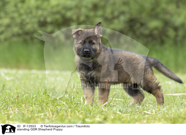 standing GDR Shepherd Puppy / IF-13503