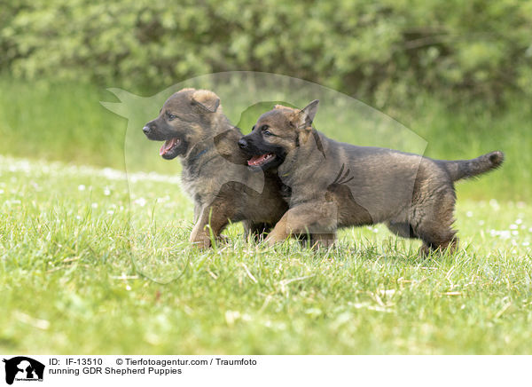 running GDR Shepherd Puppies / IF-13510