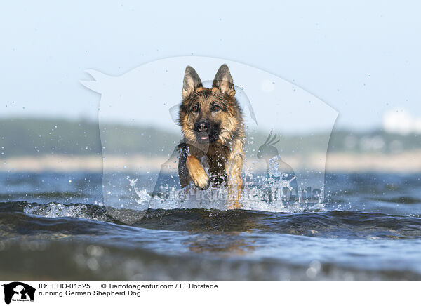running German Shepherd Dog / EHO-01525