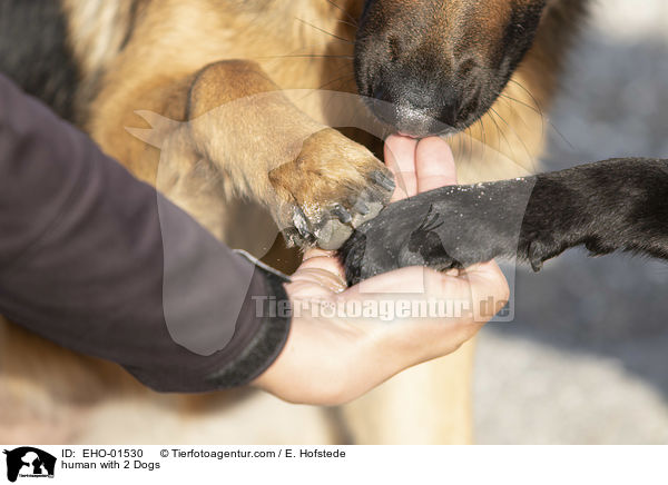 Mensch mit 2 Hunden / human with 2 Dogs / EHO-01530