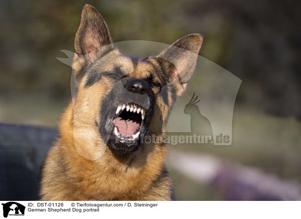 Deutscher Schferhund Portrait / German Shepherd Dog portrait / DST-01126