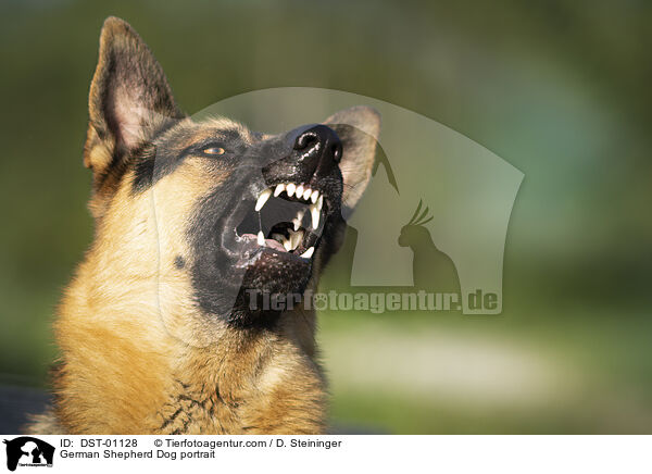Deutscher Schferhund Portrait / German Shepherd Dog portrait / DST-01128