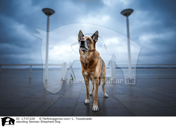 stehender Deutscher Schferhund / standing German Shepherd Dog / LT-01228