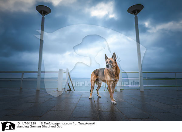 stehender Deutscher Schferhund / standing German Shepherd Dog / LT-01229