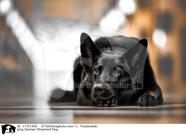 liegender Deutscher Schferhund / lying German Shepherd Dog / LT-01309