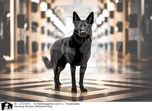 stehender Deutscher Schferhund / standing German Shepherd Dog / LT-01310