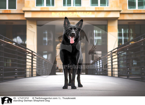 stehender Deutscher Schferhund / standing German Shepherd Dog / LT-01312