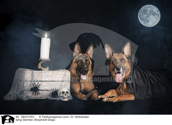 liegende Deutsche Schferhunde / lying German Shepherd Dogs / DH-01051
