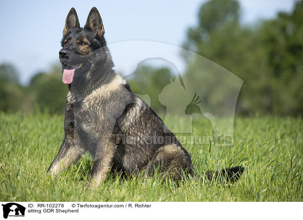 sitzender Deutscher Schferhund DDR / sitting GDR Shepherd / RR-102278