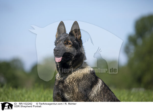 GDR Shepherd Portrait / RR-102282