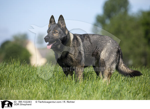 GDR Shepherd / RR-102283